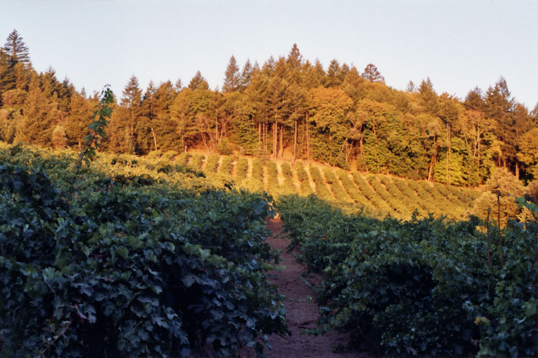 DeSante Old Vines White Field Blend 2019 - Image 3