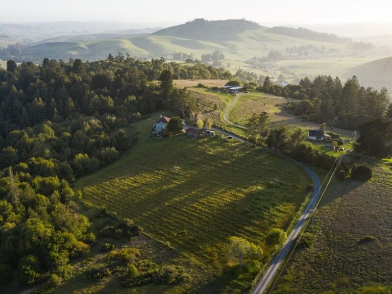Edaphos Alder Springs Vineyard Petite Arvine 2019 - Image 5