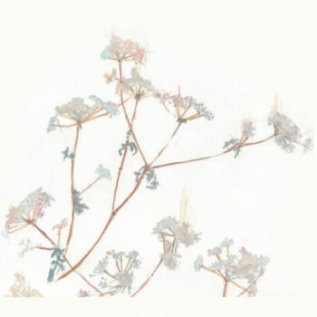 Hatton Daniels Blaufrankisch Mokelumne Glen2019; Rectangular label with very pale yellow mottled background, with several umbelliferous flowers.