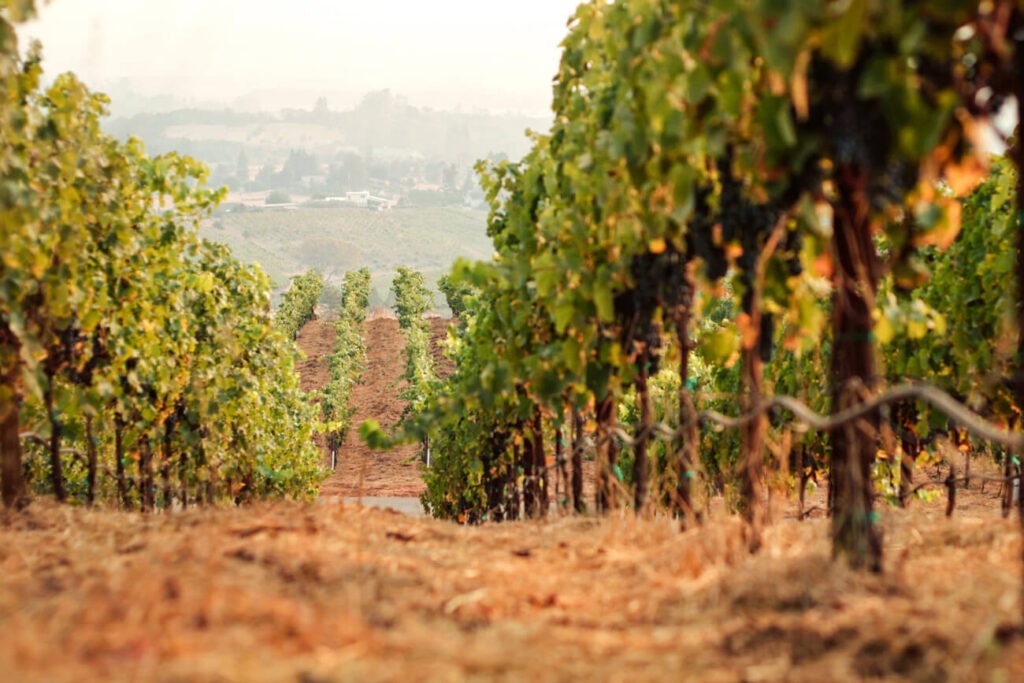 wine vintage illustrating weather conditions of a a low mist over grape wines