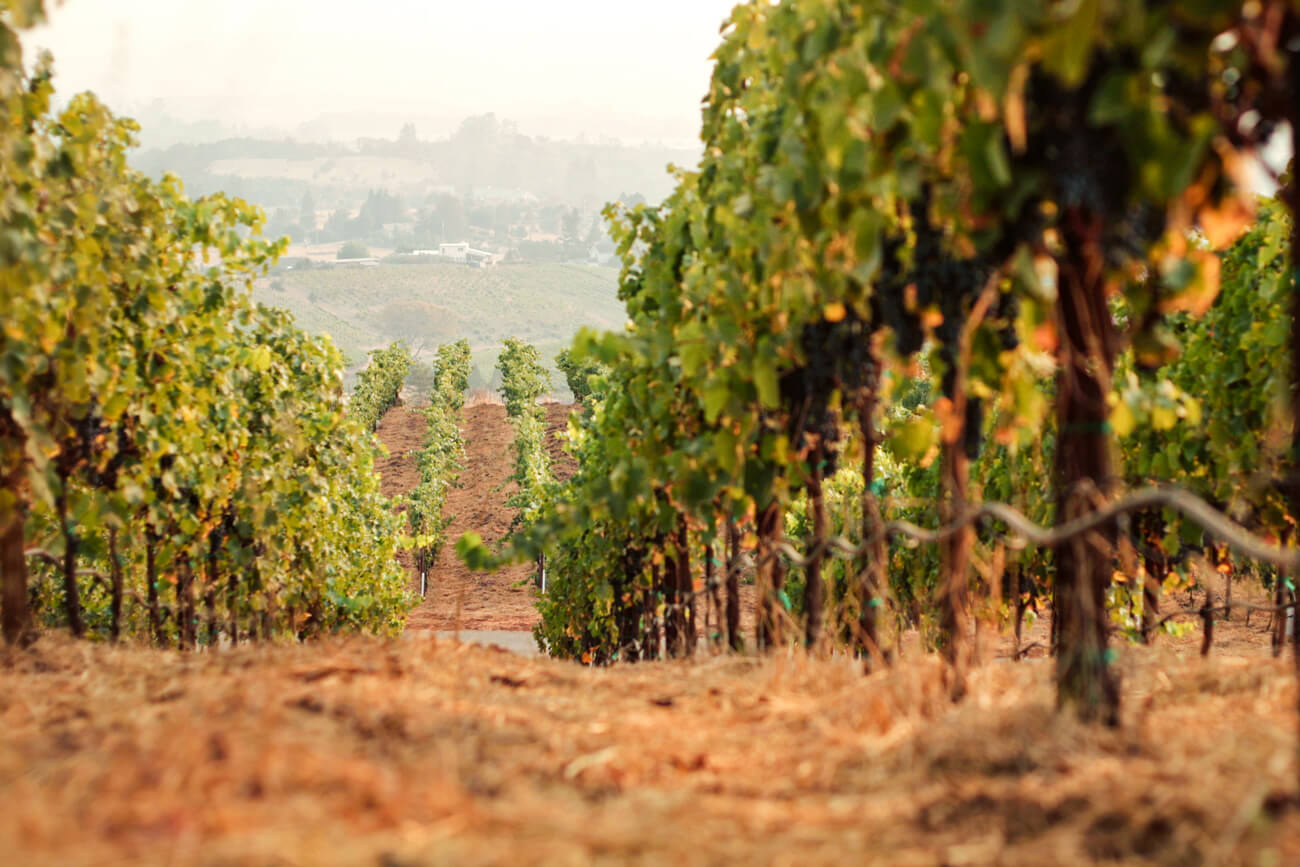 wine vintage illustrating weather conditions of a a low mist over grape wines