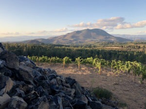 Obsidian Wine Company