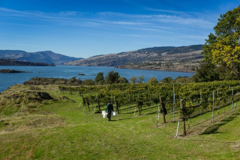 Syncline Picpoul Boushey Vineyard 2022 - Image 2