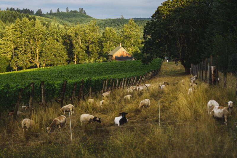 Antiquum Farm Passiflora Pinot Noir 2021 - Image 2