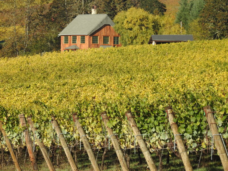 Antiquum Farm Aurosa Pinot Gris 2022 - Image 3